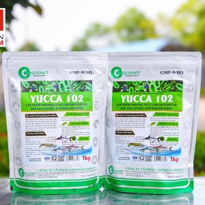 Yucca 102